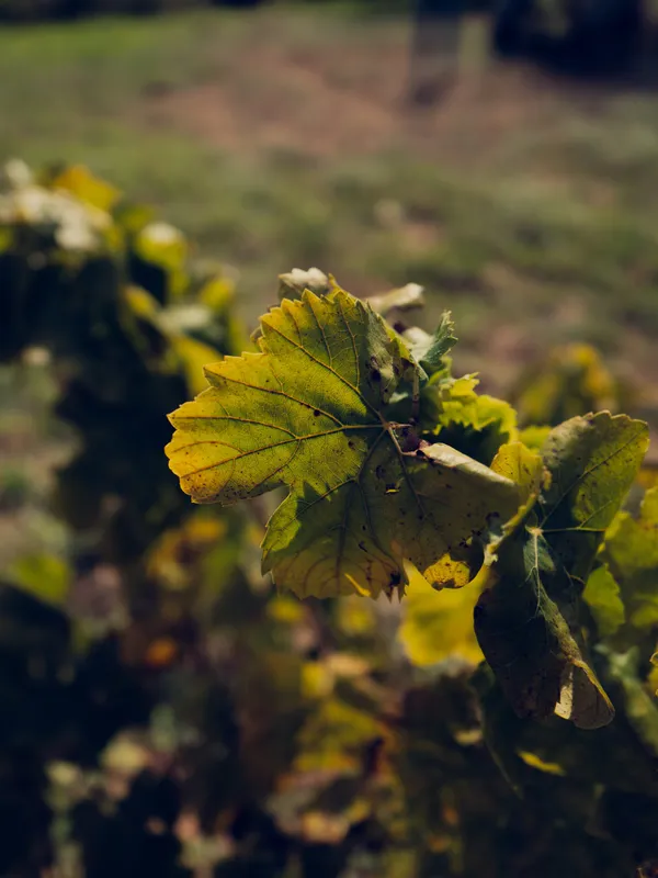 Fulla de cep que grogueja al sol