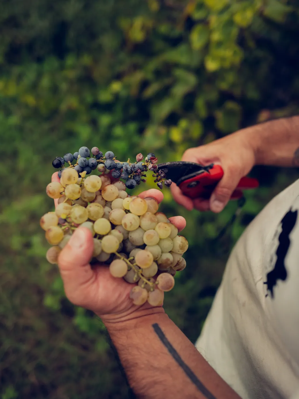 Mans que sostenen un raïm i unes tisores vermelles